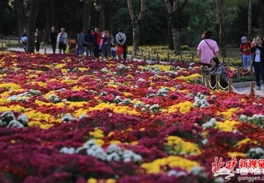 北京市花展在植物园开幕，20万株鲜花令市民大饱眼福