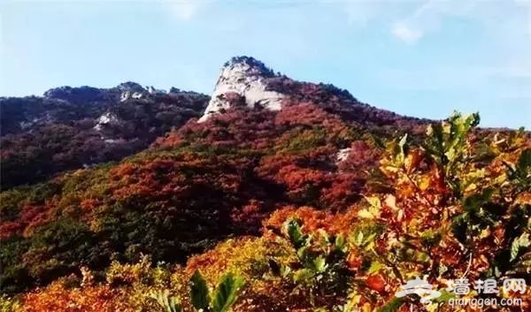 大连赏枫叶15大好去处[墙根网]