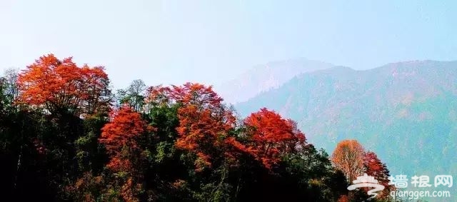 大连赏枫叶15大好去处[墙根网]