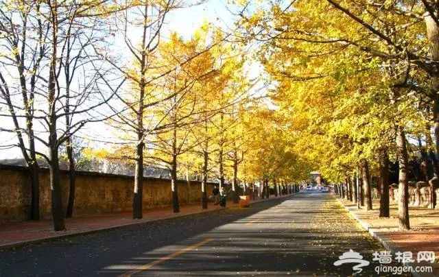 大连赏枫叶15大好去处[墙根网]
