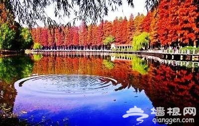 武汉秋冬季最全旅游指南（市内+室外+赏花）