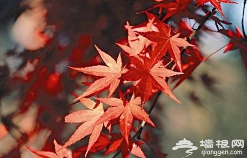 武汉秋天赏红叶去哪里 江城最好的12个红叶观赏点[墙根网]