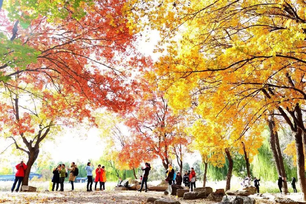 北京即将进入“金秋彩叶季”  最佳赏红叶公园一览