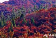 海淀赏红叶不止有香山 这7个景区秋景也美如油画