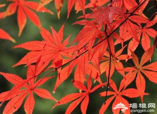 金秋赏叶 除了香山这十个地方也不赖[墙根网]