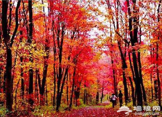 金秋赏叶 除了香山这十个地方也不赖[墙根网]