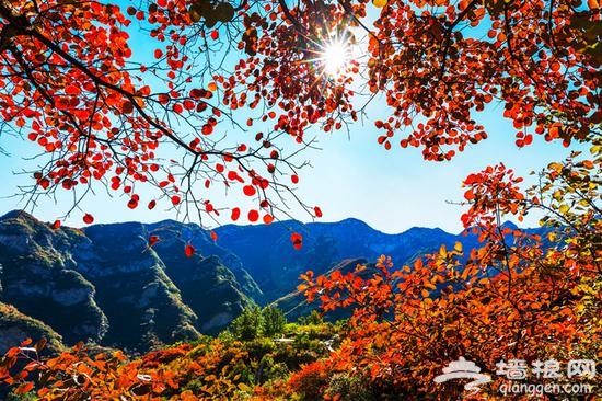 金秋赏叶 除了香山这十个地方也不赖[墙根网]