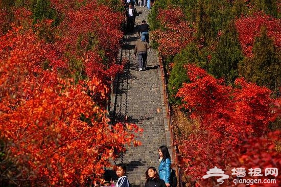 金秋赏叶 除了香山这十个地方也不赖[墙根网]