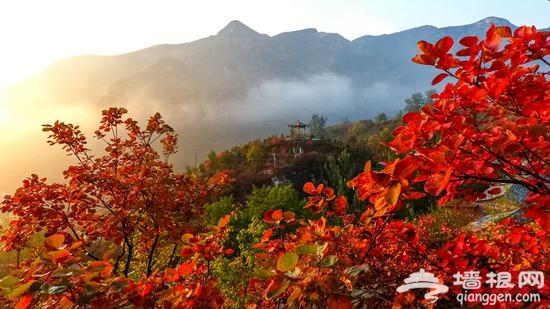 金秋赏叶 除了香山这十个地方也不赖[墙根网]