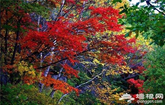 金秋赏叶 除了香山这十个地方也不赖[墙根网]