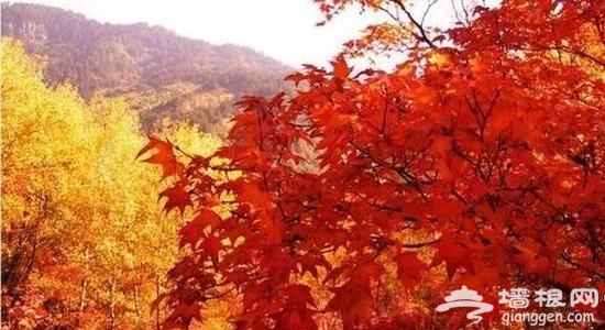 金秋赏叶 除了香山这十个地方也不赖[墙根网]