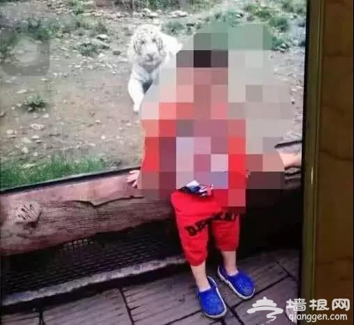 北京野生动物园游客下车摘山楂？园方：正调查[墙根网]