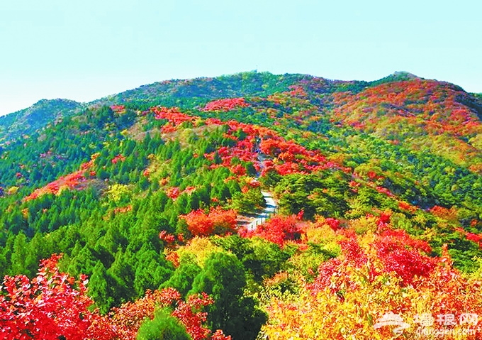北京西山国家森林公园秋色正好 远景赏红叶令人陶醉[墙根网]