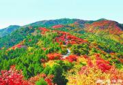 北京西山国家森林公园秋色正好 远景赏红叶令人陶醉