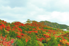 北京八达岭国家森林公园红叶秀丽 最佳观赏期直持续至十月底