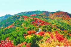 北京西山国家森林公园秋色正好 远景赏红叶令人陶醉