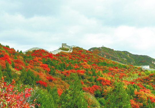 北京八達嶺國家森林公園紅葉秀麗 最佳觀賞期直持續至十月底