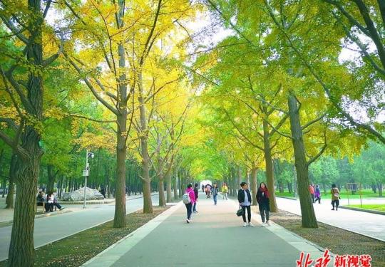 北京地坛公园银杏最佳观赏期在即 以红墙金叶点缀秋日
