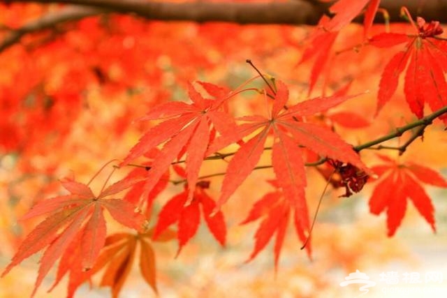没有红叶的秋天是不完整的！来一场风风火火的赏枫之旅吧[墙根网]
