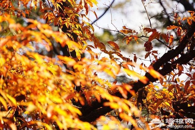 没有红叶的秋天是不完整的！来一场风风火火的赏枫之旅吧[墙根网]