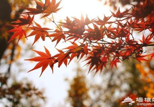 没有红叶的秋天是不完整的！来一场风风火火的赏枫之旅吧