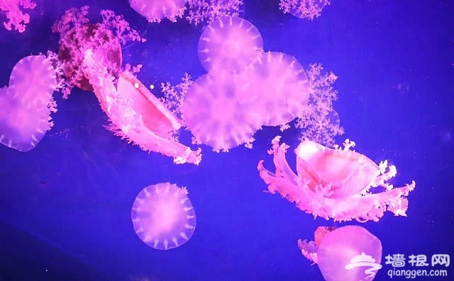 不一样的万圣节，海底晚餐狂欢夜，来富国海底世界来玩耍~[墙根网]