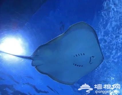不一样的万圣节，海底晚餐狂欢夜，来富国海底世界来玩耍~[墙根网]