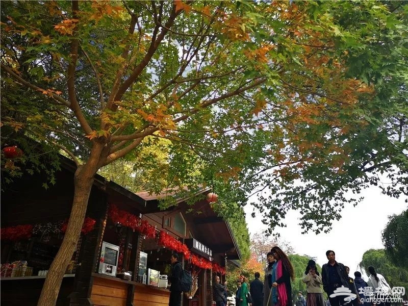 霜降节气过后 北京香山公园红叶更丰富多彩[墙根网]