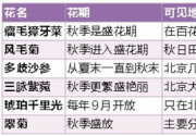 盘点北京金秋赏花好去处 圆明园银杏大道也迎来最佳观赏期
