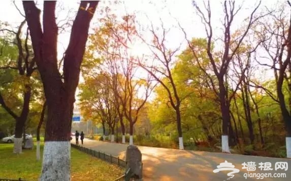 北京银杏大道哪里比较有名？多个风格银杏大道推荐[墙根网]