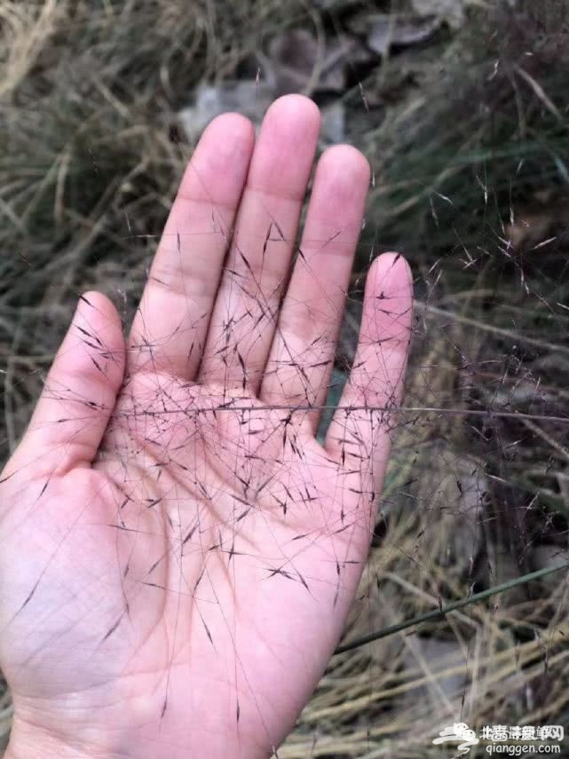 抖音上抖红的粉黛花海，北京也有啦！还不快打卡！[墙根网]
