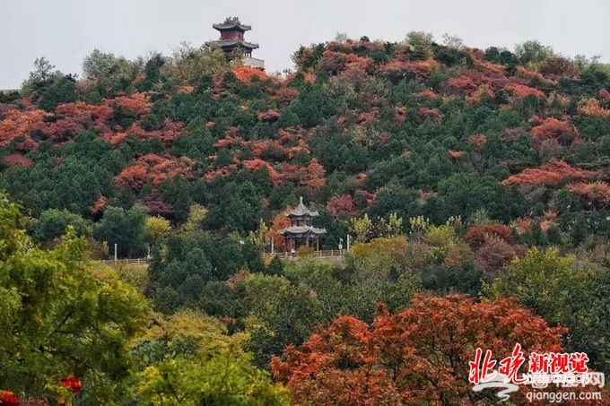 北京西山八大处进入红叶最佳观赏期 10万余株树种相继“变脸”[墙根网]