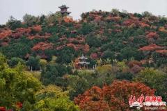 北京西山八大处进入红叶最佳观赏期 10万余株树种相继“变脸”