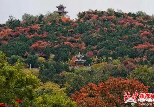 北京西山八大处进入红叶最佳观赏期 10万余株树种相继“变脸”