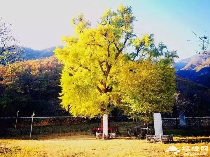 北京金祖山景区千年银杏树于11月初迎来最佳观赏期[墙根网]