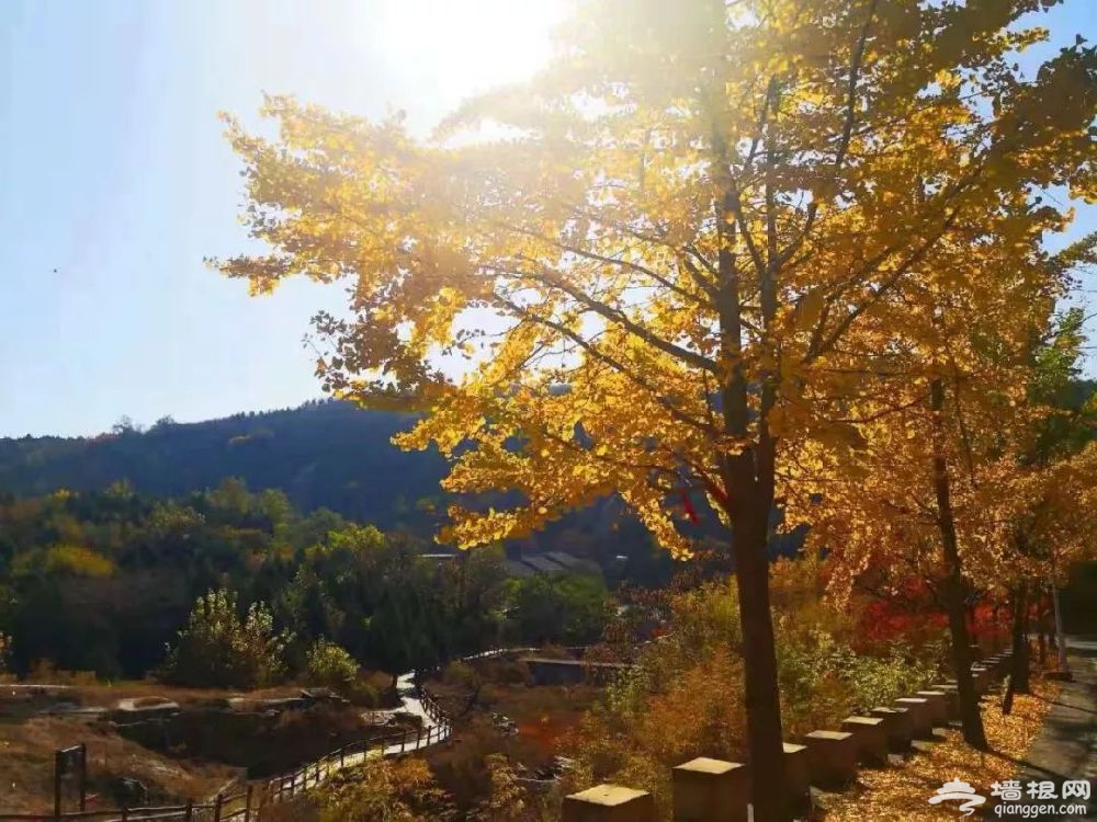 北京金祖山景区千年银杏树于11月初迎来最佳观赏期[墙根网]
