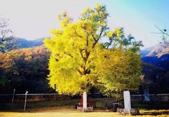 北京金祖山景区千年银杏树于11月初迎来最佳观赏期