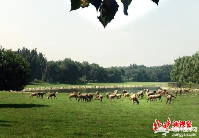 北京大兴麋鹿正式申报冬奥吉祥物，鹿角成一亮点[墙根网]