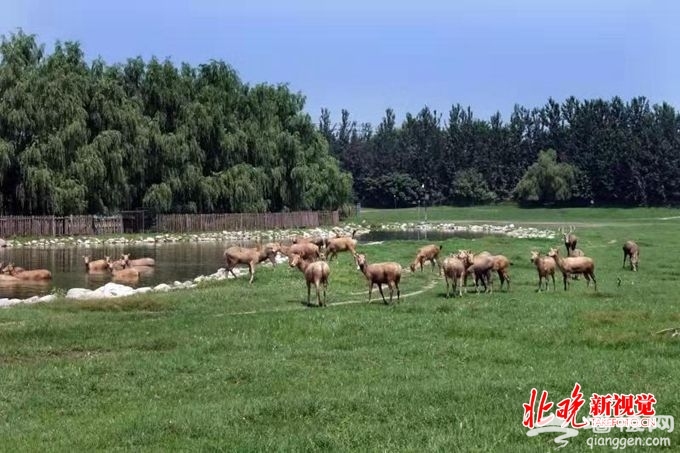 北京大兴麋鹿正式申报冬奥吉祥物，鹿角成一亮点[墙根网]