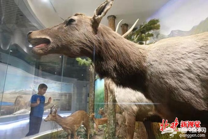 北京大兴麋鹿正式申报冬奥吉祥物，鹿角成一亮点[墙根网]