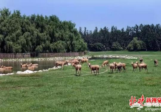 北京大兴麋鹿正式申报冬奥吉祥物，鹿角成一亮点