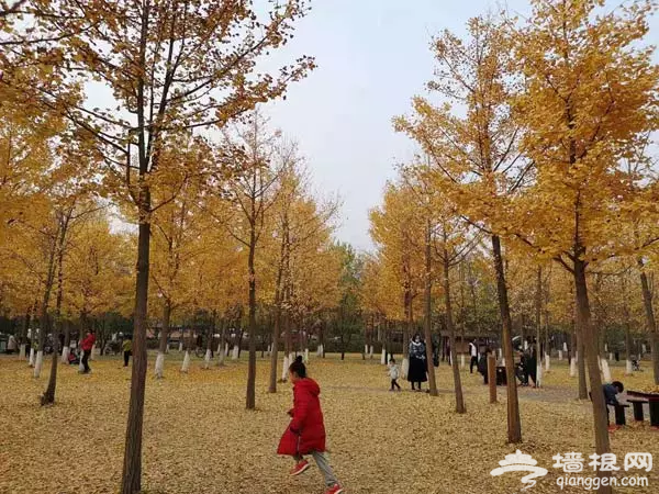 最后的秋天！不花钱也能看的京城最美秋色全在这里啦！[墙根网]