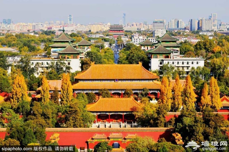 北京公园银杏正美 二环以内最美的银杏观赏地请收好！[墙根网]