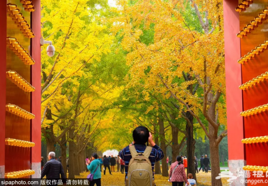 北京公园银杏正美 二环以内最美的银杏观赏地请收好！