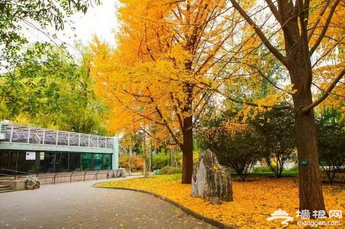 北京公园保留落叶景观 为市民赏秋添“感觉”[墙根网]
