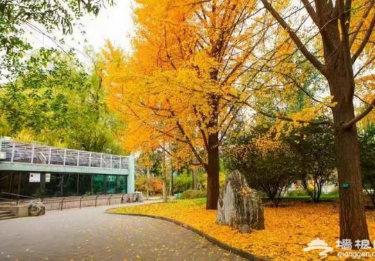 北京公园保留落叶景观 为市民赏秋添“感觉”