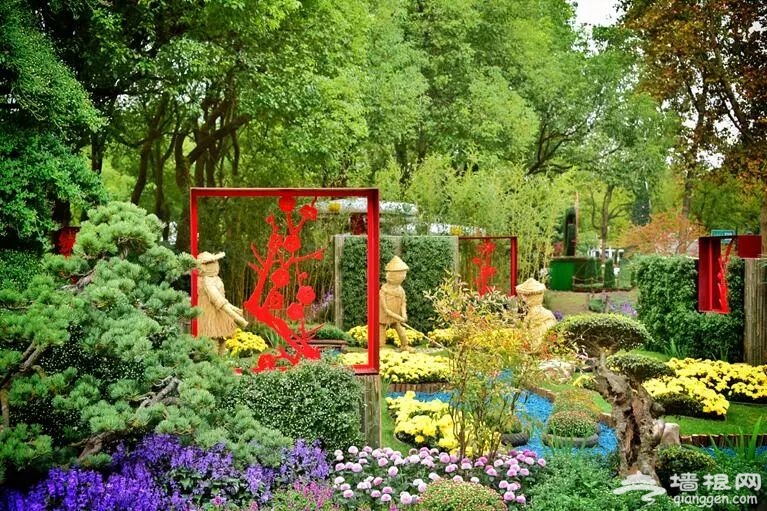 2018上海秋季菊花展指南[墙根网]