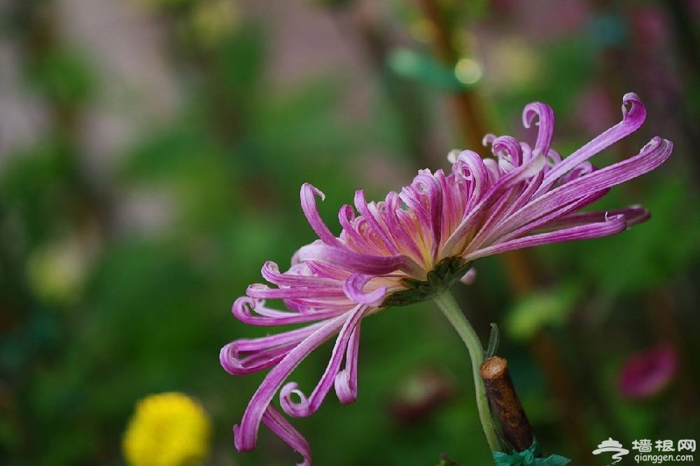 2018上海秋季菊花展指南[墙根网]