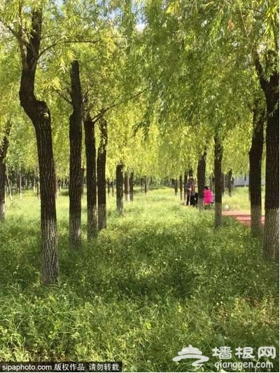 京城竟藏了一座绝美的冷门公园，连女神郭碧婷都跑来拍照打卡！[墙根网]