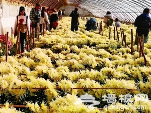 2018北京平谷西柏店菊花美食文化节时间+地点+交通指南